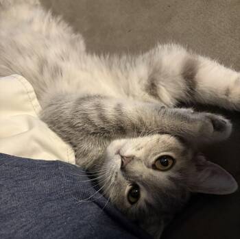 Dusty -  Tabby and Domestic Short Hair Cat for Adoption in Plain City, Ohio - Dusty | PetCurious