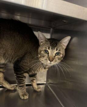 Vespertilio -  Domestic Short Hair Cat for Adoption in Hilton Head Island, South Carolina - Vespertilio | PetCurious