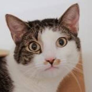 Domestic Short Hair Cats Available for Adoption in Hilliard, Ohio - Earl | PetCurious