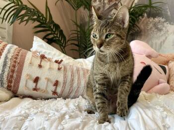 Tabby Cats Available for Adoption - Star | PetCurious