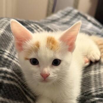 Domestic Short Hair Cats Available for Adoption - Kit Kat Rinaldi (best Friends With Skittles) | PetCurious