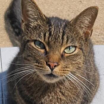 Gatsby - Home to Home -  American Shorthair Cat for Adoption in South Elgin, Illinois - Gatsby - Home To Home | PetCurious