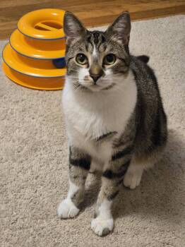 JOURNEY #20406 - Offered by Owner - Young Male -  Tabby and Domestic Short Hair Cat for Adoption in Hillsboro, Oregon - JOURNEY #20406 - Offered By Owner - Young Male | PetCurious