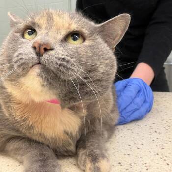 Domestic Short Hair Cats Available for Adoption in Auburn, Alabama - Watermelon | PetCurious