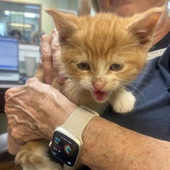 Land Shark (Light Green) -  Domestic Short Hair Cat for Adoption in Idaho Falls, Idaho - Land Shark (Light Green) | PetCurious