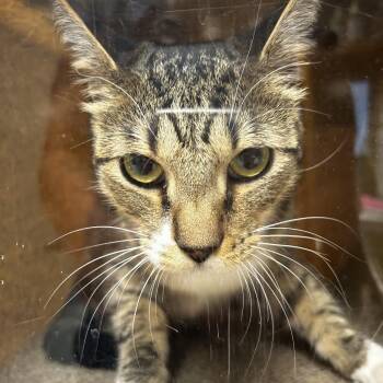 Franklin Ocean -  Domestic Short Hair Cat for Adoption in Reno, Nevada - Franklin Ocean | PetCurious