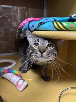 Domestic Short Hair Cats Available for Adoption in Fort Collins, Colorado - Rick Flare | PetCurious