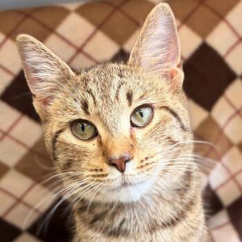 Biggie -  Domestic Short Hair Cat for Adoption in Jefferson, Wisconsin - Biggie | PetCurious