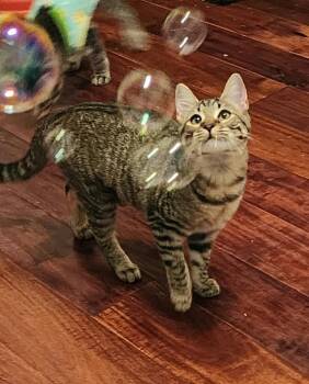 Fuzzy Buzzy (aka ""B"") -  Domestic Short Hair Cat for Adoption in Dalton, Georgia - Fuzzy Buzzy (aka ""B"") | PetCurious