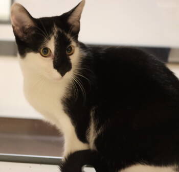 Rescue Domestic Short Hair Cats for Adoption in Houston, Texas - Leelo | PetCurious