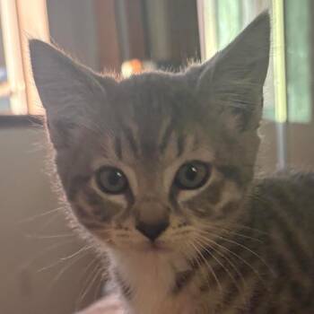Count Dracula -  Domestic Short Hair Cat for Adoption in Olympia, Washington - Count Dracula | PetCurious