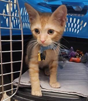 WHEATIES -  Domestic Short Hair Cat for Adoption in St. Louis, Missouri - WHEATIES | PetCurious
