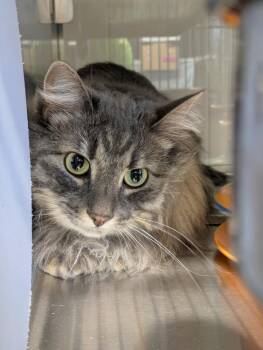Gurgi -  Domestic Long Hair Cat for Adoption in Papillion, Nebraska - Gurgi | PetCurious