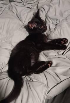 Carl -  Domestic Short Hair Cat for Adoption in Vancouver, Washington - Carl | PetCurious