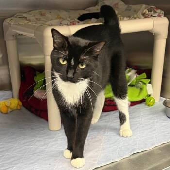 Minka C12412 -  Domestic Short Hair Cat for Adoption - Minka C12412 | PetCurious