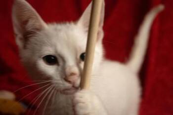 Smudge -  Domestic Short Hair Cat for Adoption in Liverpool, Texas - Smudge | PetCurious