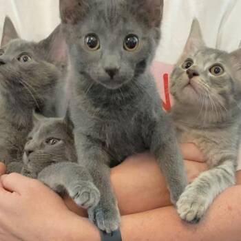 American Shorthair Cats Available for Adoption in Roanoke, Virginia - Bartholomew | PetCurious