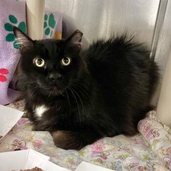 Molca Salsa -  Domestic Short Hair Cat Available for Adoption in Salt Lake City, Utah - Molca Salsa | PetCurious