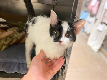 Rescue Domestic Short Hair Cats for Adoption in Fort Wayne, Indiana - PURRCILLA | PetCurious