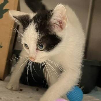 Mochi -  Domestic Short Hair Cat for Adoption in Baltimore, Maryland - Mochi | PetCurious