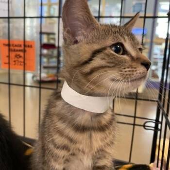 Scuffletown -  Domestic Short Hair Cat for Adoption in Richmond, Virginia - Scuffletown | PetCurious