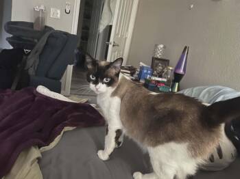 Siamese and Domestic Short Hair Cats Available for Adoption in Gladstone, Oregon - Alice | PetCurious