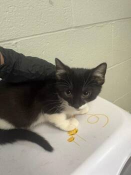Ducati -  Domestic Short Hair Cat for Adoption in Cincinnati, Ohio - Ducati | PetCurious