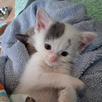 Ferdy -  Domestic Short Hair Cat for Adoption in Woodbury, New Jersey - Ferdy | PetCurious