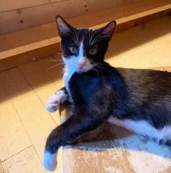 Moonpie -  Domestic Short Hair Cat for Adoption in Gorham, Maine - Moonpie | PetCurious
