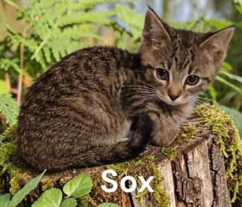 Sox -  Tabby Cat Available for Adoption in Weems, Virginia - Sox | PetCurious