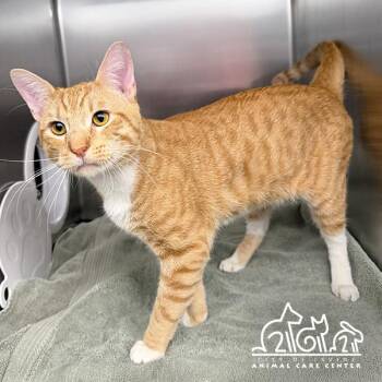 Domestic Short Hair Cats Available for Adoption in Irvine, California - JOAQUIN | PetCurious