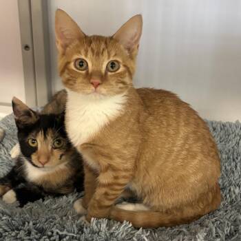 A044736 -  Domestic Short Hair Cat for Adoption in Houston, Texas - A044736 | PetCurious