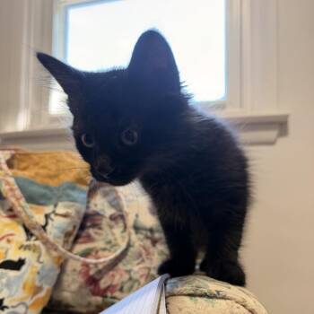 Jet -  Domestic Medium Hair Cat for Adoption in Bel Air, Maryland - Jet | PetCurious