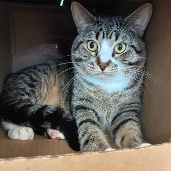 Rebel -  Domestic Short Hair Cat for Adoption in Lindon, Utah - Rebel | PetCurious