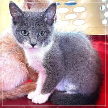Tardigrade -  Domestic Short Hair Cat for Adoption in Chapel Hill, North Carolina - Tardigrade | PetCurious