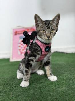 Pinot noir-One of our Amazing Rescue Cats -  Tabby and Bengal Cat for Adoption in Carlsbad, California - Pinot Noir-One Of Our Amazing Rescue Cats | PetCurious