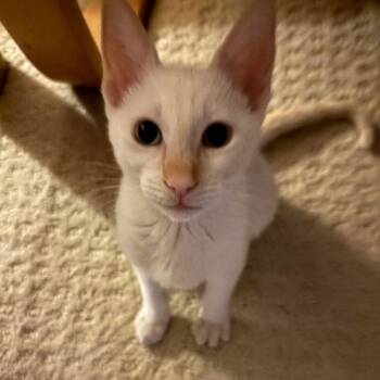 Rescue Siamese Cats for Adoption in League City, Texas - Amber | PetCurious