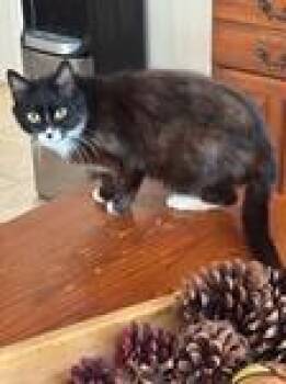 Domestic Short Hair Cats Available for Adoption in Chico, California - Bianca | PetCurious