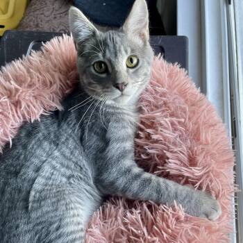 Simba -  Domestic Short Hair Cat for Adoption in Pocatello, Idaho - Simba | PetCurious