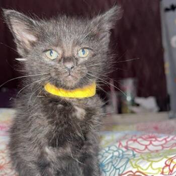 Raksha -  Domestic Short Hair Cat for Adoption in Sioux Falls, South Dakota - Raksha | PetCurious