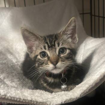 Frankie -  Domestic Short Hair Cat for Adoption in Westminster, California - Frankie | PetCurious