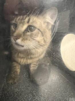 TIMMY -  Domestic Short Hair Cat for Adoption in Casper, Wyoming - TIMMY | PetCurious