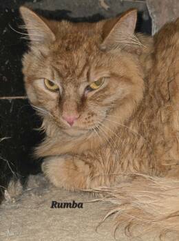 Rescue Domestic Short Hair Cats for Adoption in Cedar Rapids, Iowa - Rumba | PetCurious