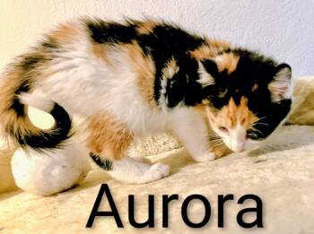 Rescue Calico Cats for Adoption in Binghamton, New York - Aurora | PetCurious