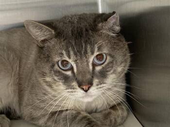 Siamese Cats Available for Adoption in Tustin, California - BUTTERBALL | PetCurious