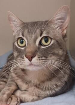 Domestic Short Hair Cats Available for Adoption in Erin, Ontario - Oscar | PetCurious