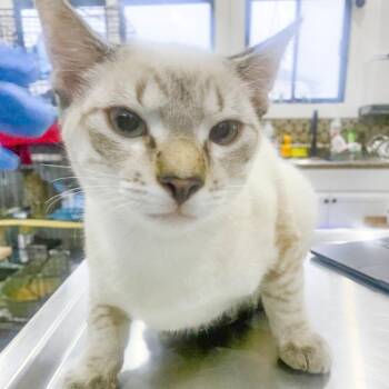 Stingray -  Domestic Short Hair Cat for Adoption in Chapel Hill, North Carolina - Stingray | PetCurious