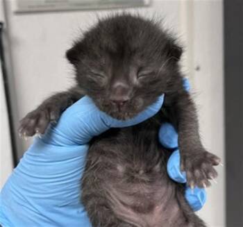 Domestic Short Hair Cats Available for Adoption in San Bernardino, California - GEORGE | PetCurious