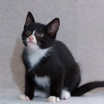 Domestic Short Hair Cats Available for Adoption in Sunnyvale, California - Bruno | PetCurious
