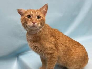 Bongo -  Domestic Short Hair Cat for Adoption in Minneapolis, Minnesota - Bongo | PetCurious